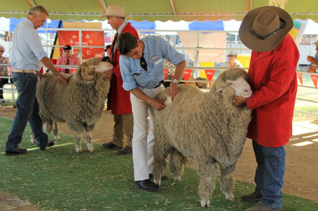 There was a strong turnout of exhibitors and wool industry supporters at the annual Queensland State Sheep Show held in conjunction with the Blackall show. 
