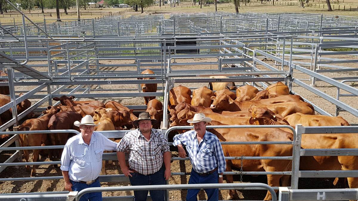 Jeffery, Damien and Warren Hansen, Mt Sylvia, sold 43 Droughtmaster cows and calves for a top of $2000 to average $1890.23.at Toogoolawah.