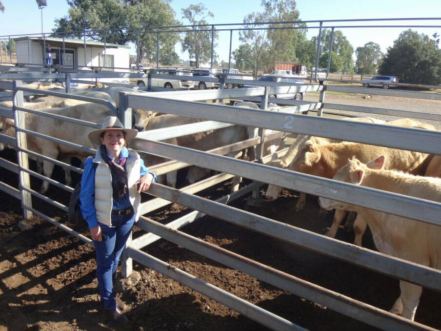 Jane Burke Stanley House Grazing with some of the 107 Charolais cross steers that sold to $1400 to average $1204 at Toogoolawah.