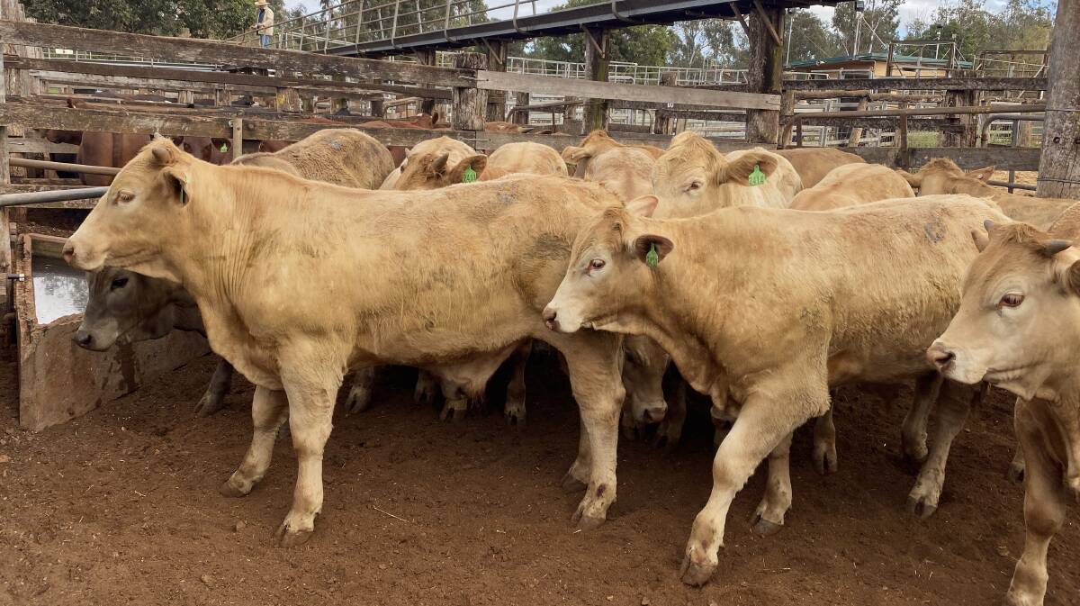 Heavy feeder steers 437.9kg from Tansey sold for 489.2c/$2142/hd.