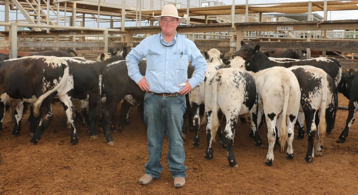 GDL Roma agent Nick Shorten with a pen of LA & SF Curtis steers. The Speckle Park cross steers of Tuttawa, Lightning Ridge, sold for 722.2c/kg, at 280kg, making $2022.16/hd. The pen of Speckle Park cross heifers sold for 720.2c/kg, at 265.4kg, making $1911.10/hd.
