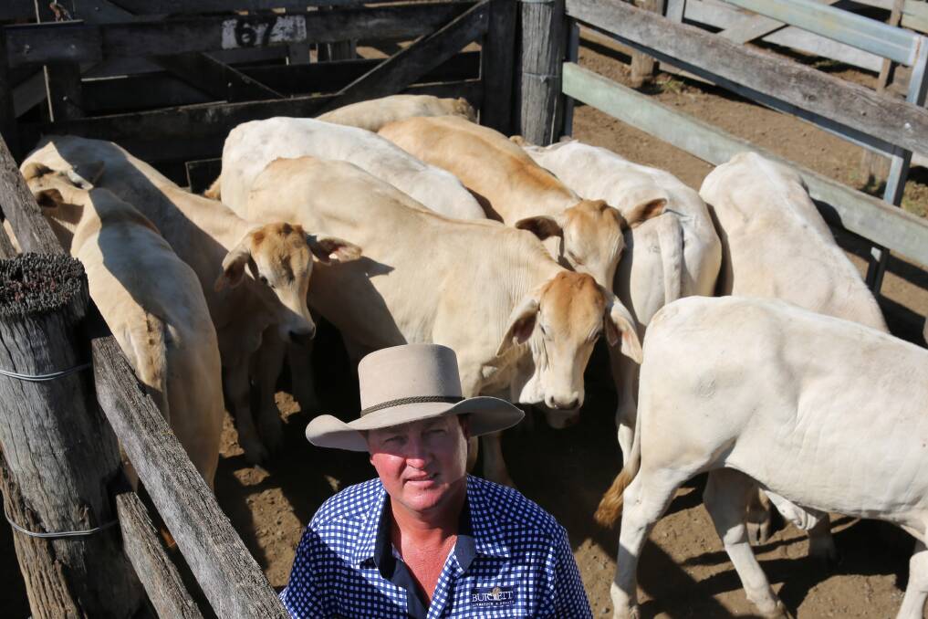 Paul Hastings, Burnett Livestock & Realty, with a pen of Charbray weaner steers on account of Myola Grazing, Miriam Vale, which sold for 360.2c/kg or $872/head.