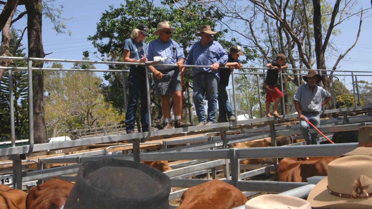 Angus weaner steers sell for $1600 at Woodford