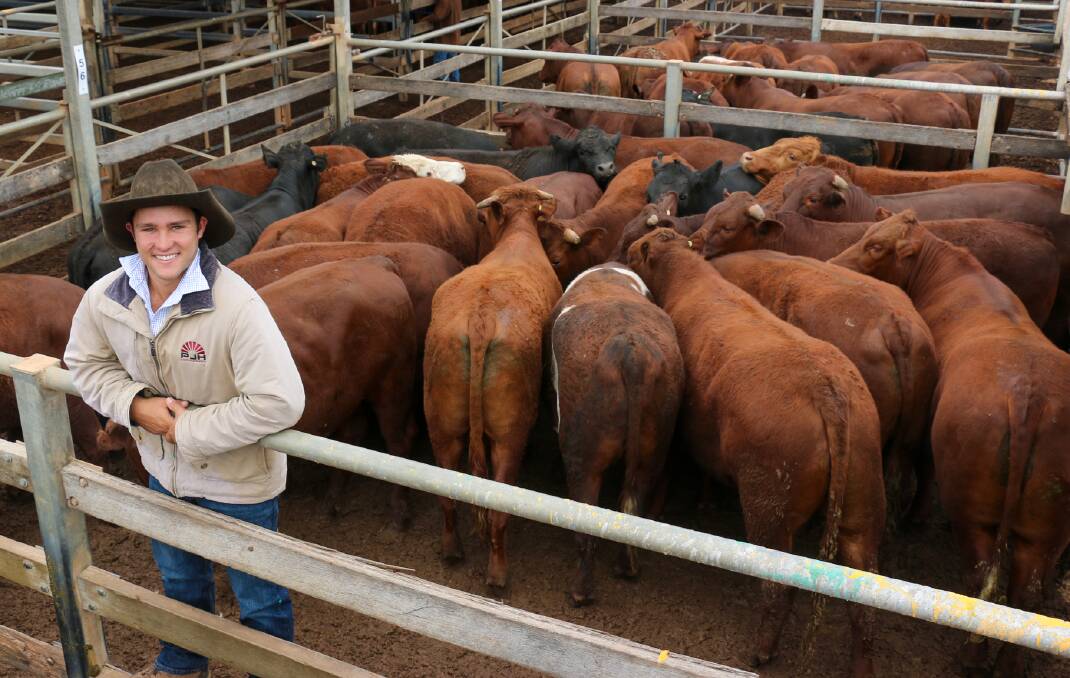 PJH agent Bennett Ladbrook with a pen of P & HA Sanderson steers that sold to 446c/kg, reaching a top of $2192 to average $2047.