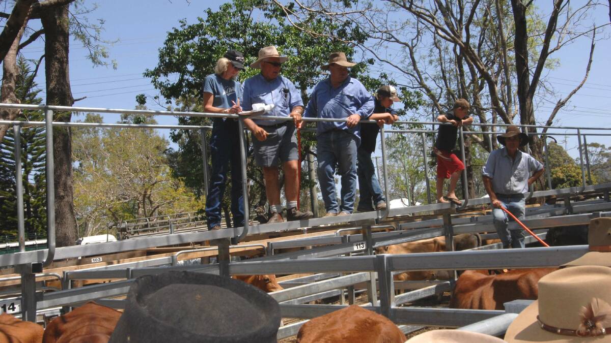 Droughtmaster cows and calves make $1300 at Woodford