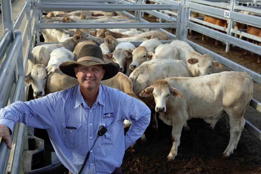 Burnett Livestock & Realty's Lance Whitaker with pens of Charolais cross weaner steers on account of Bill and Sue Roffey, Dalga Station, Gaeta, which sold for 442.2c/kg or $1091/head. 