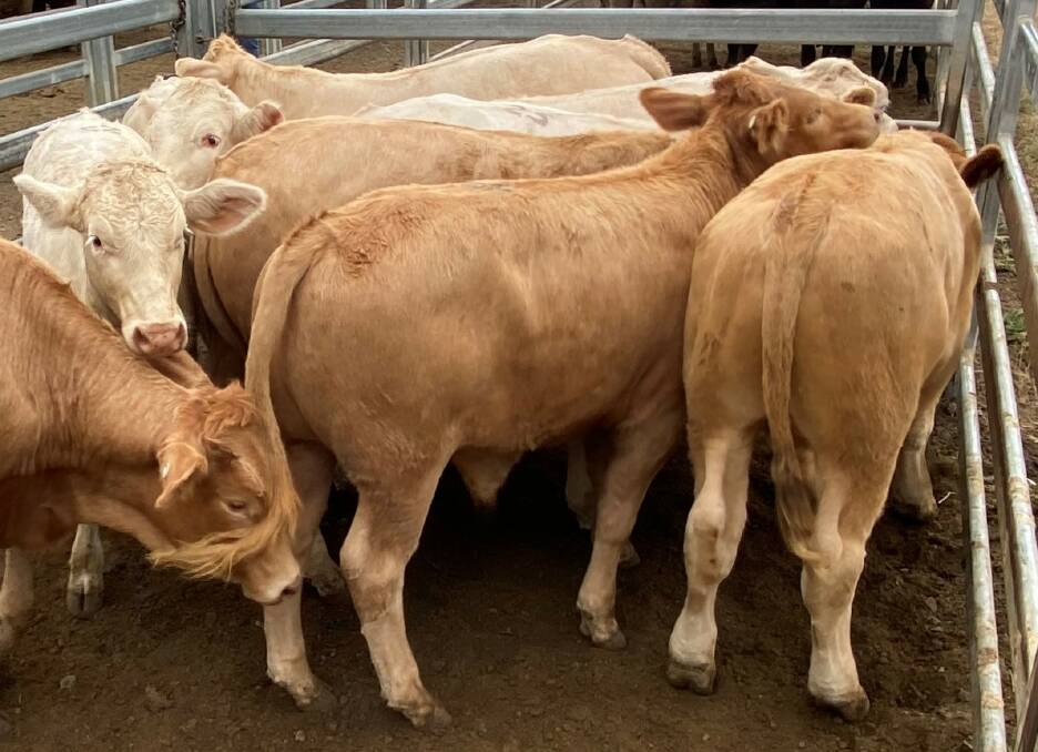 Charbray weaner steers account Abbeydale Pty Ltd, Woolooman sold for $1285 at Beaudesert on Saturday.