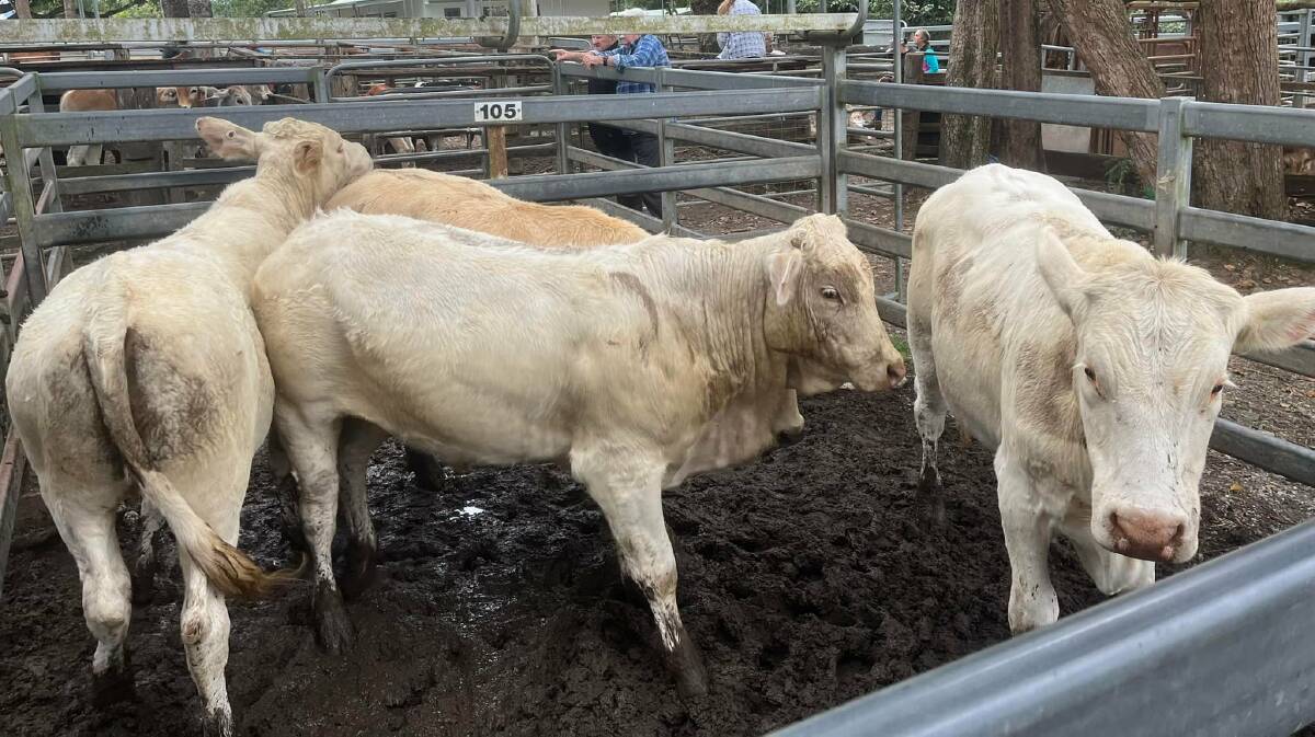 Peter Zillman, Caboolture, sold Charbray weaner steers for $1695.