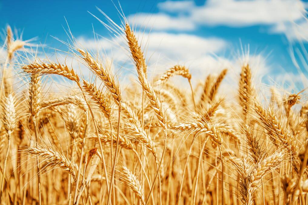 Australian wheat exports bounce