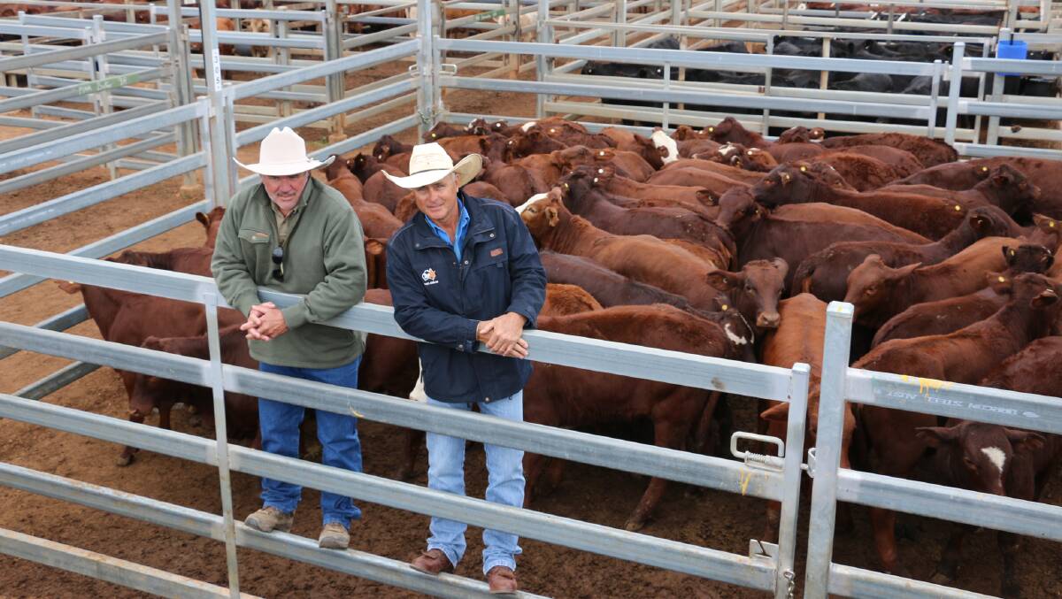 Property manager Rob Stewart and TopX Roma agent Cyril Close with a pen of WA & KE Freeman heifers that sold to 654c/kg, reaching a top of $1612 to average $1286.