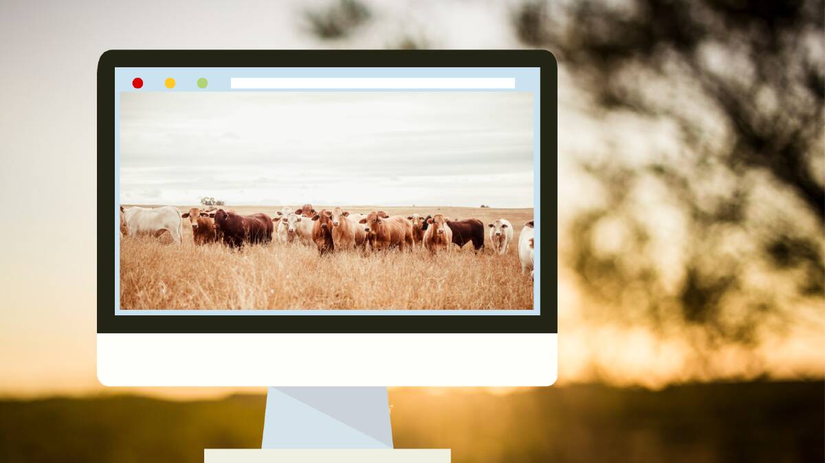 Online cattle market eases