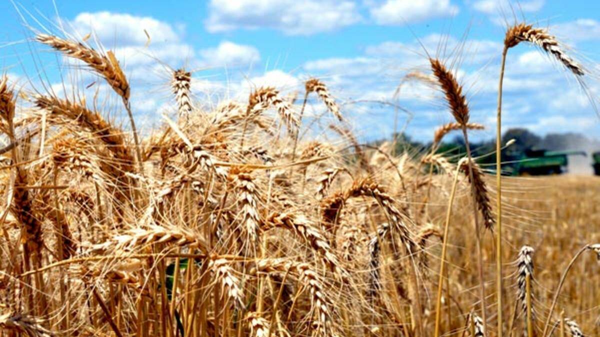 Hot winds the last straw for some SQ grain crops​