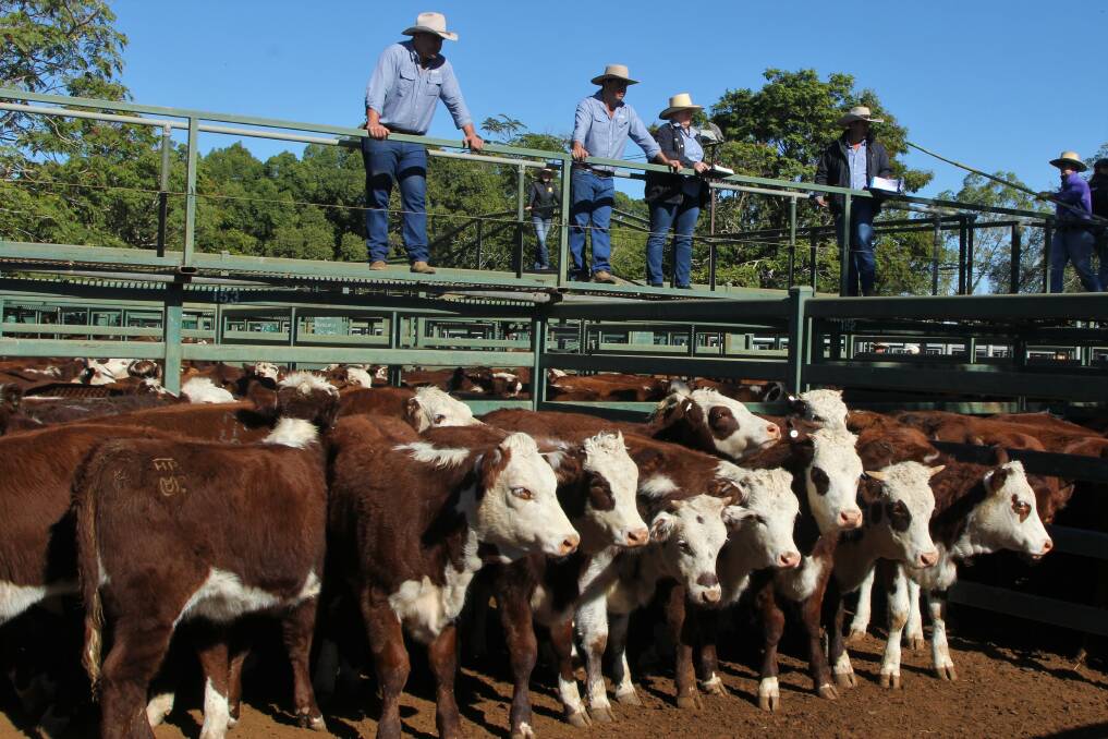 Keough, Wirth and Pedley, Boonamerrie, Longreach, offered these young heifers.