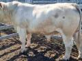Brendan and Marnie Scheiwe, Tallegalla, sold Charolais bulls for $4000. Picture supplied