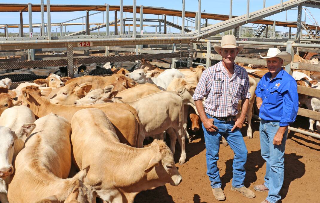 Culbara, Roma manager Brett Albrecht and TopX agent Cyril Close with the Charolais cross steers that sold to 266c/kg, reaching a top of $812 to average $537.
