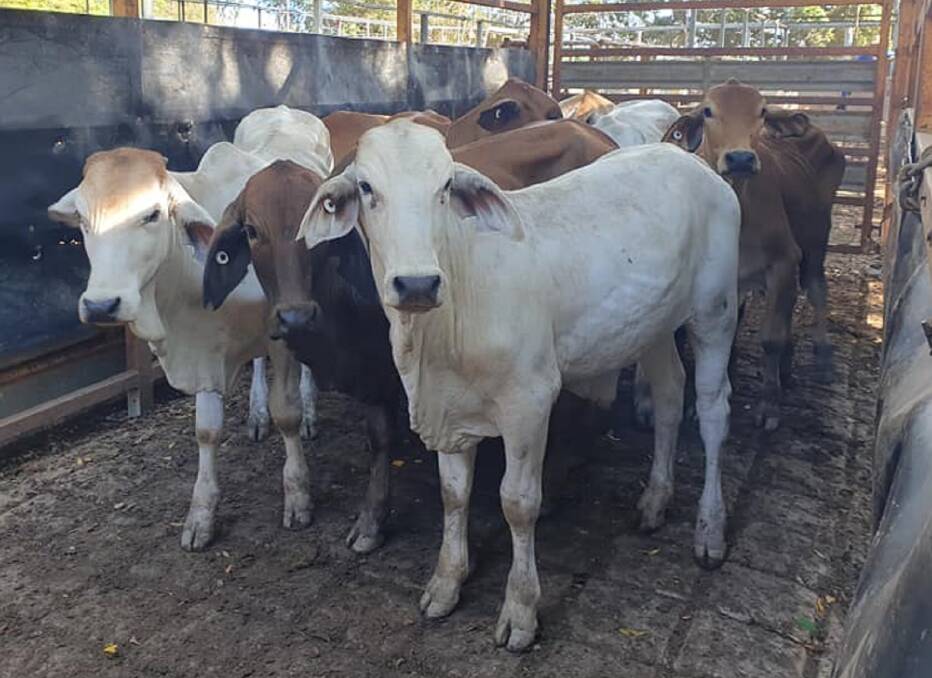 Top of the store steers at Mareeba weighing 208kg sold for 396.2c/kg on a/c Gargan Produce.