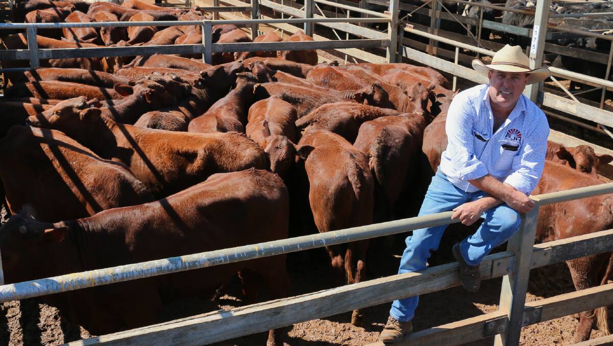 PJH agent Steven Goodhew with a pen of Torres Park Grazing heifers that sold to 415c/kg, reaching a top of $1564 to average $1511. 