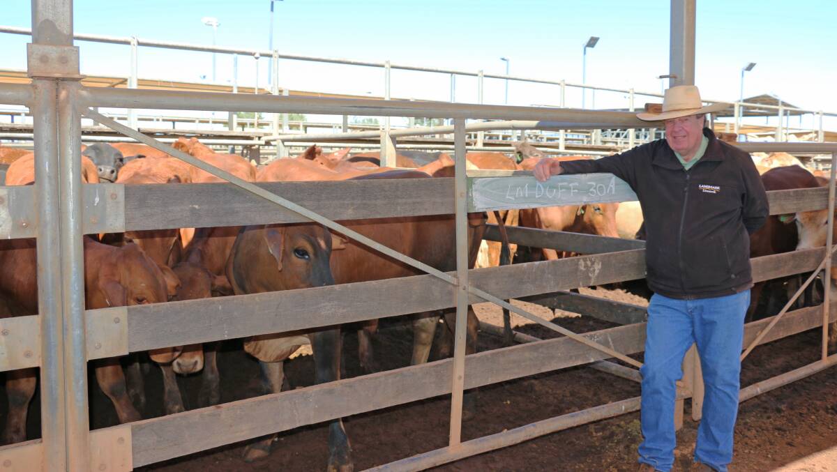 Landmark agent Rod Turner with Duffields, Roma Limousin cross steers which sold to 304c/kg, reaching a top of $1257 to average $1257.