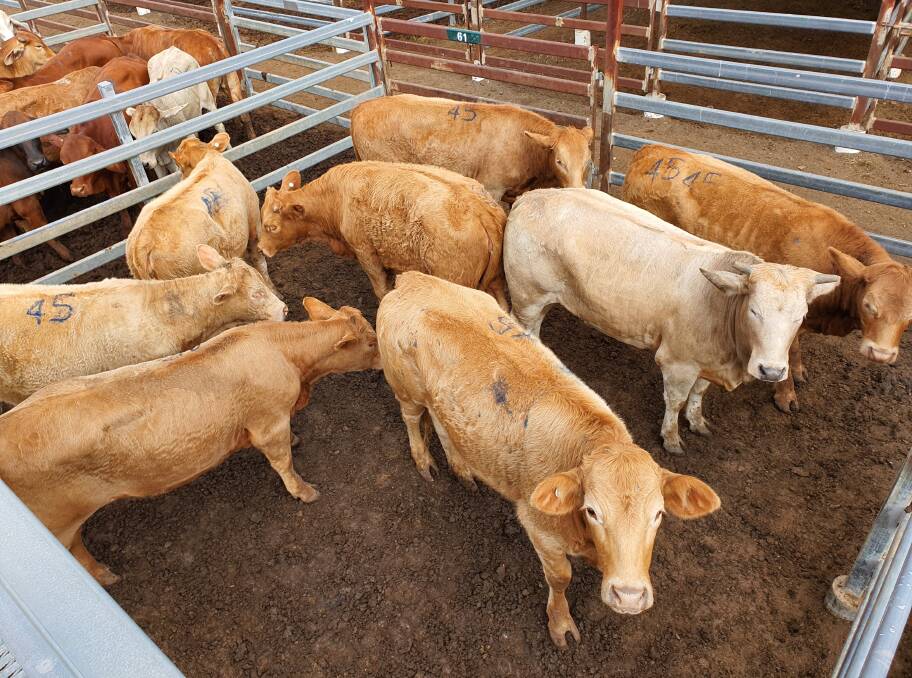 G and W Coulston's Charbray cross heifers made 350.2c/kg to average $1374/head.