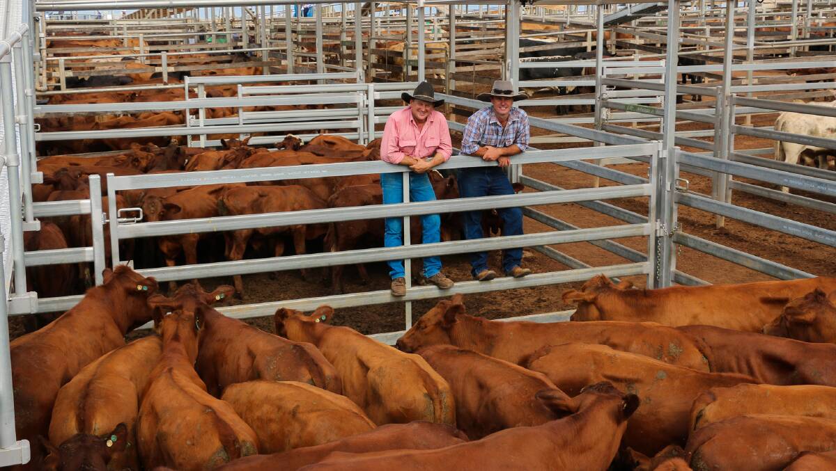 Elders Mitchell agent Dave Phillips with vendor Damian Campbell. The steers sold to 436c/kg, reaching a top of $1142 to average $994. 
