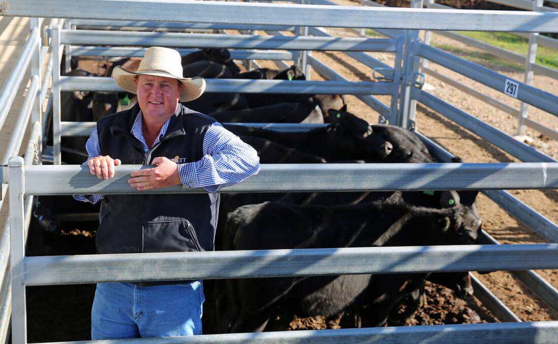 Burnett Livestock & Realty's Paul Hastings with a pen of Angus cross weaner heifers on account of BE & AM Gossner, Monduran that sold for 376.2c/kg or $1064/head.