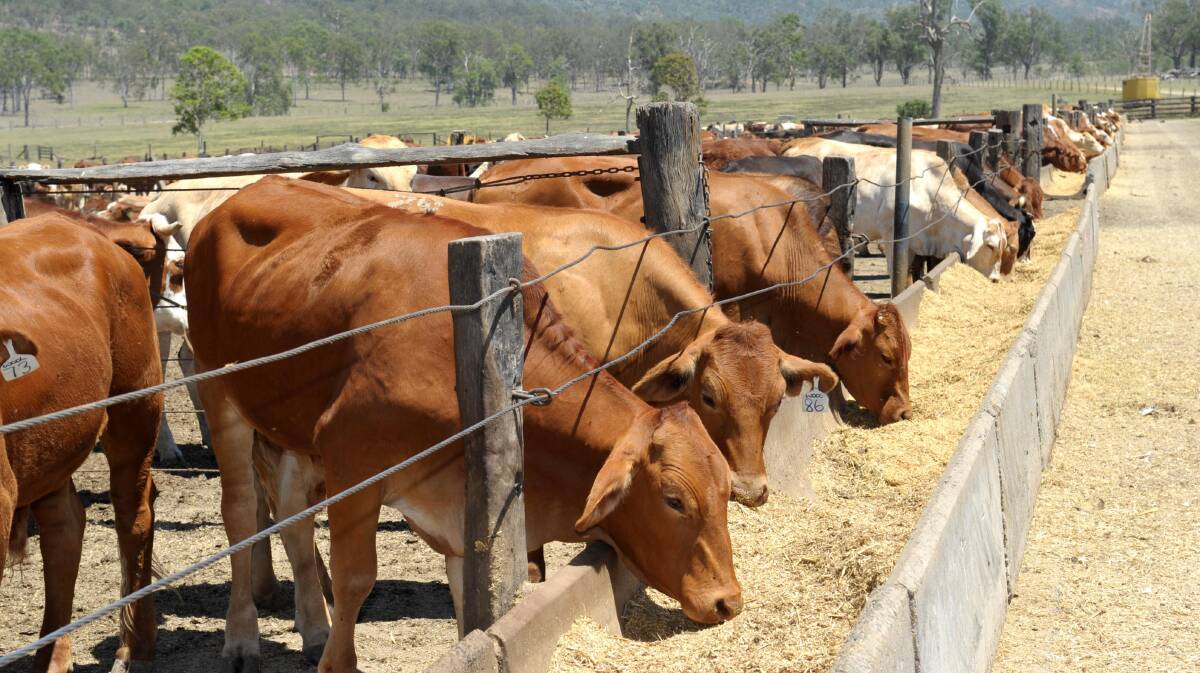 Dry weather drives feedlot numbers to new highs