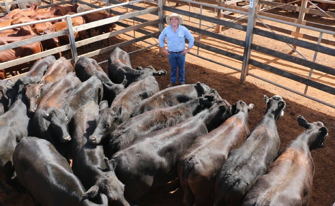 GDL Roma agent Sam Clarke with a pen of Skygrove Pty Ltd heifers that sold to 470c/kg, reaching a top of $1534 to average $1423. 