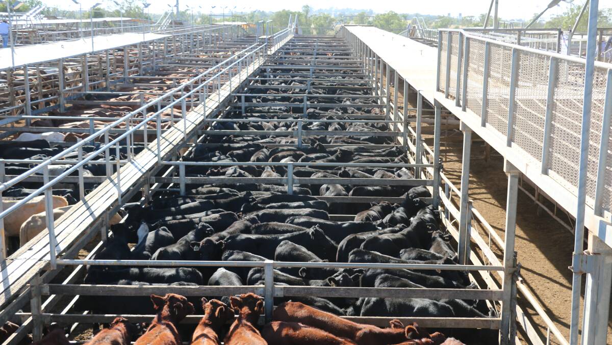 The numbers will keep coming, and while we are witnessing weaner steers attracting over 300c/kg liveweight at sales in southern Queensland the cattle have less weight. 
