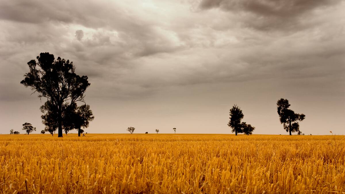 Patchy storms disappointing for Qld grain farmers