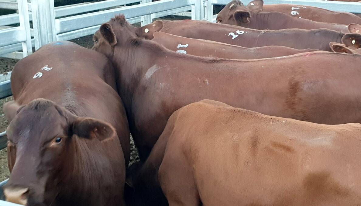 PTIC Santa cows account Lance Bischoff Family Trust, Buaraba, sold for $2020 at Beaudesert.