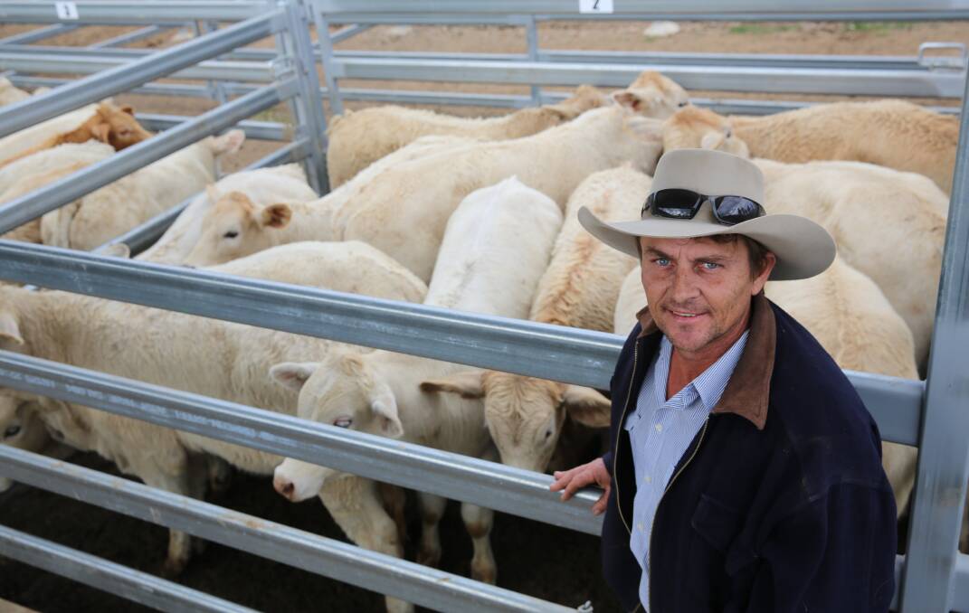 Ashley Trigger, A & A Trigger Grazing, Biggenden, with a pen of his Charolais cross weaner steers that sold for 268.2c/kg or $700/head.
