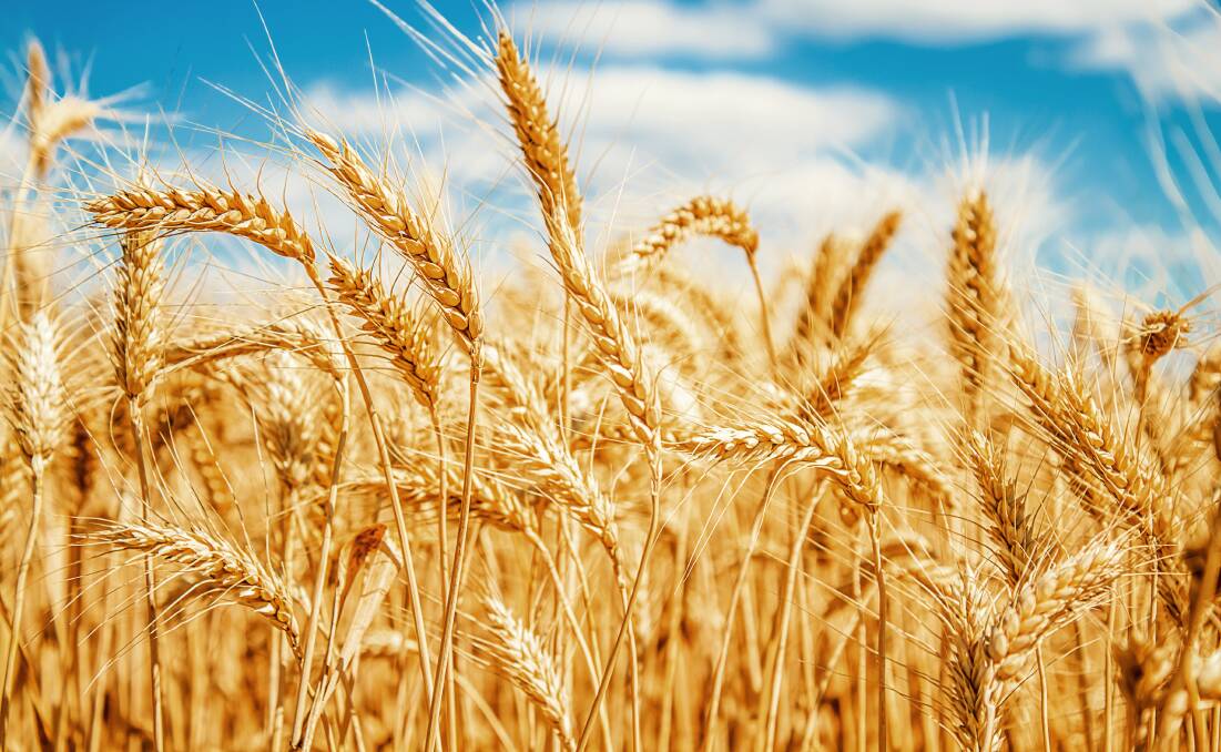 Strong demand for old crop wheat