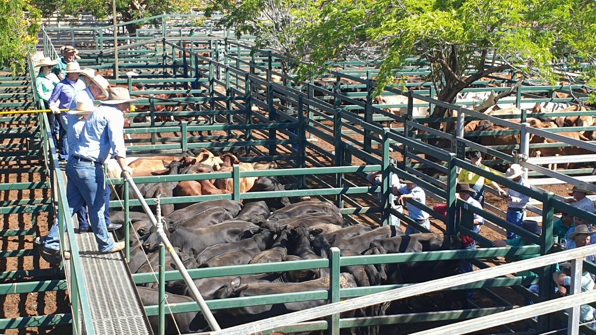 Angus heifers 364kg sell for 552c at Blackall