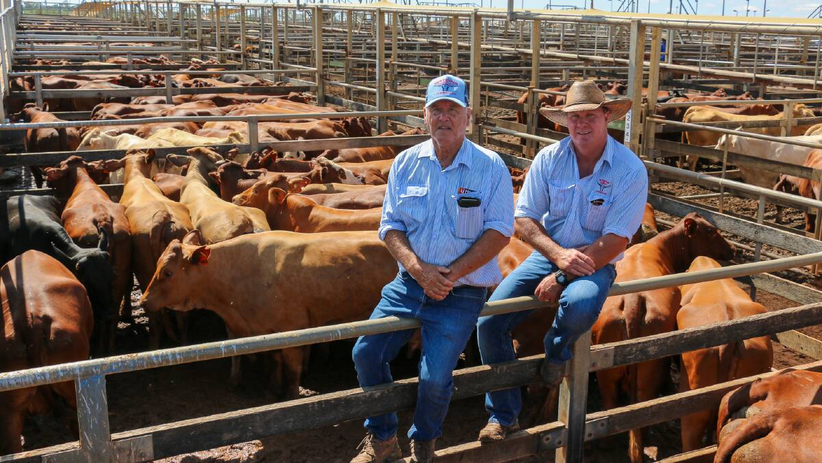 Watkins and Company livestock Agents Brad Neven and Ian Bassett cast an eye over the 311 cows offered in Roma by DC Diamond Pastoral Company. The line sold to a top of 305c and $1792/head and averaged 298c/kg and $1592.