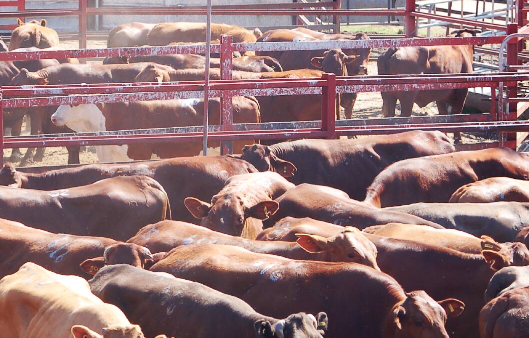 Light weight calves to restockers sell to 708c at Warwick