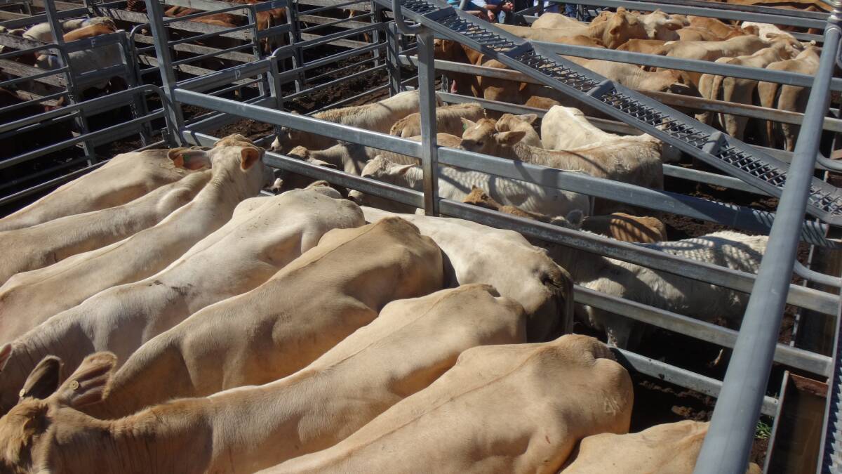 Charbray cows and calves that sold for $2800 at Toogoolawah.