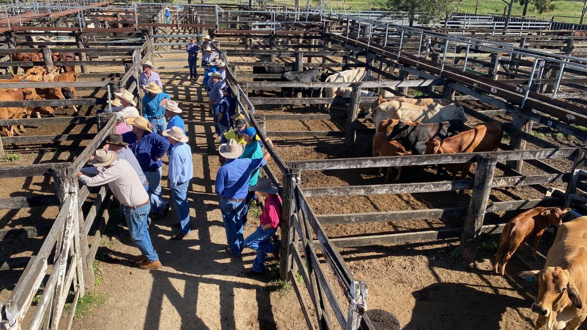 Santa weaner steers sell for 600c/$2130 at Murgon