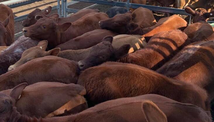 Charolais cross restocker heifers sell for 455c/$1166 at Moreton