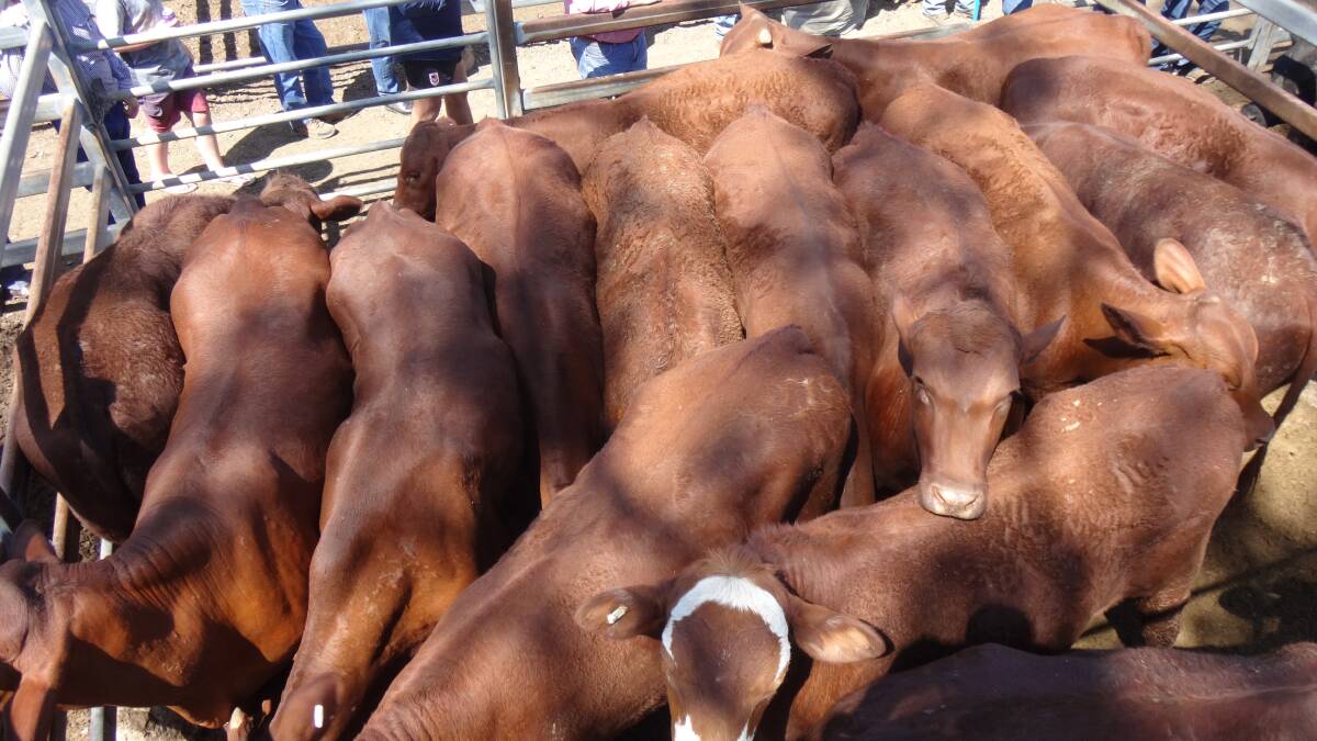 Two-tooth Santa Angus cross steers sold for $1700 at Toogoolawah. 
