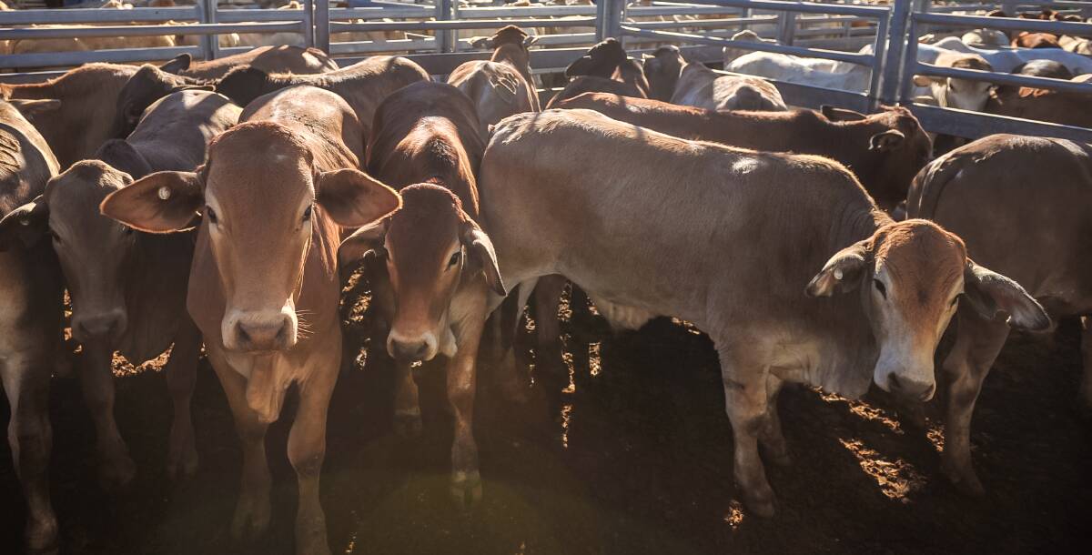 Weaner steers sell to 283.2c at Biggenden