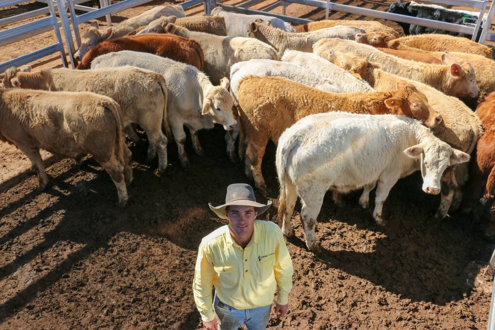 Ray White agent AJ Riley with a pen of GC & CJ White steers that sold to 552c/kg, reaching a top of $2264 to average $2139. 