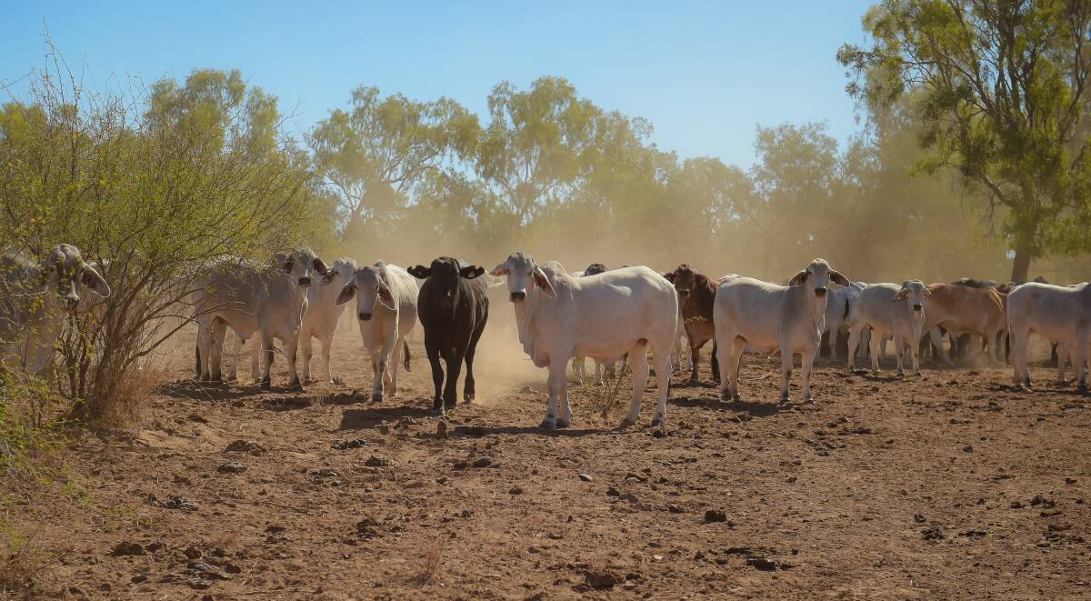 NO SURPRISE: Australian cattle herd numbers are at their lowest since the turn of the century, with the herd size having been revised down to just over 25 million units.