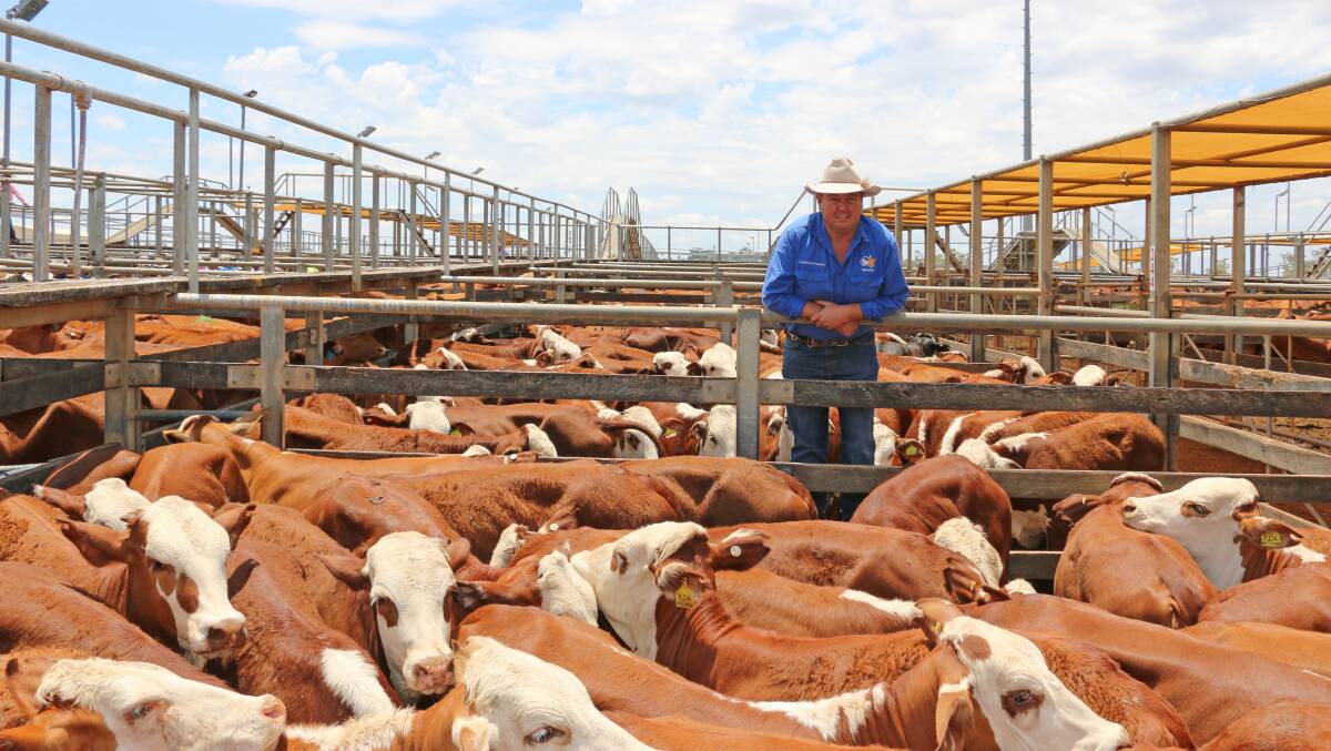 TopX St George agent Jason Russell with the Miegunyah, Dirranbandi heifers. The heifers sold to 258c/kg, reaching a top of $577 to average $539.