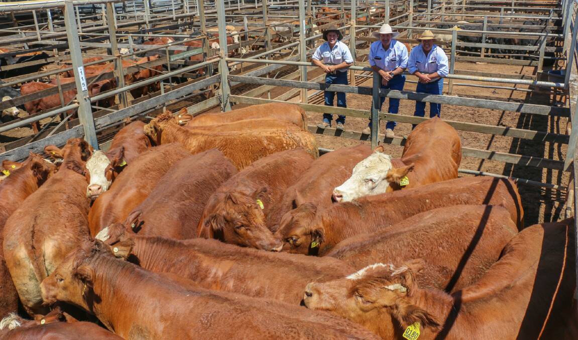 The PJH livestock selling team with a pen of Arbroath Grazing Co steers that sold to 430c/kg, reaching a top of $3138 to average $3138. 