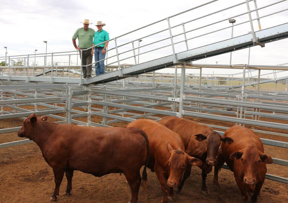 Nutrien Ag Solutions Roma agents Rod Turner and Lachie Darr with a pen of Mocker cows which sold to 273c/kg, reaching a top of $1618 to average $1618.
