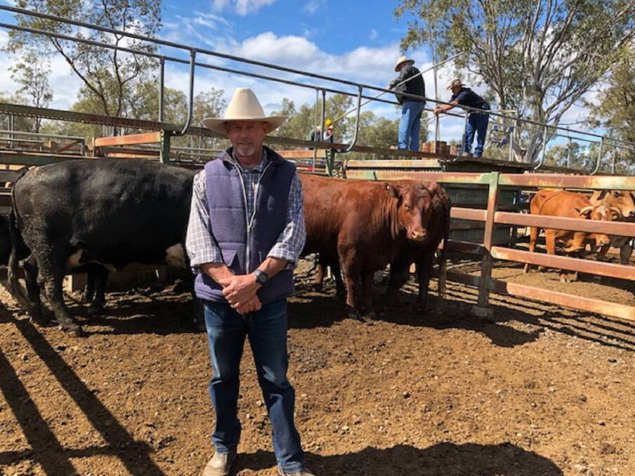 Warren Sabburg with his Santa cross and Angus cross cows sold at Moreton for 251.2c weighing 763kg to return $1918.