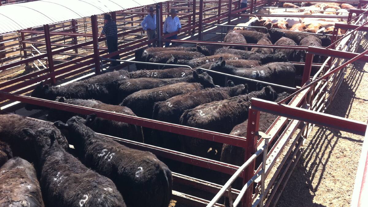 Medium weight yearling steers to feed top at 329c, av 300c at Warwick