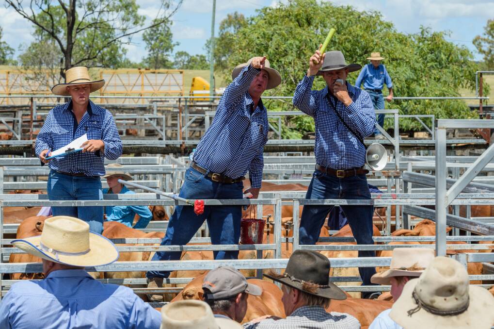 Biggenden Livestock & Property team in action, John Roots, Paul Hastings and Lance Whitaker.