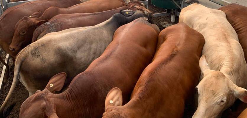 Brangus weaner steers make $1050 at Woodford