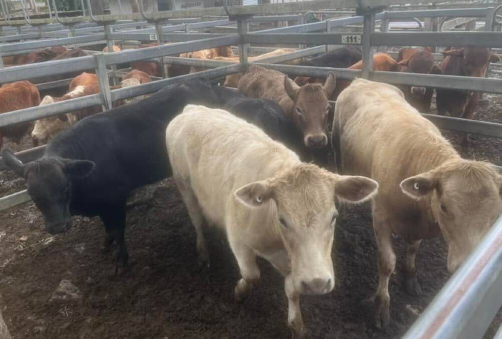 Weaner heifers that sold for $1400 at Woodford on Monday.
